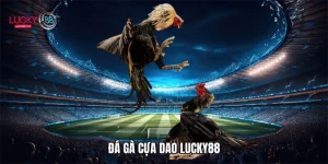 Đá gà cựa dao