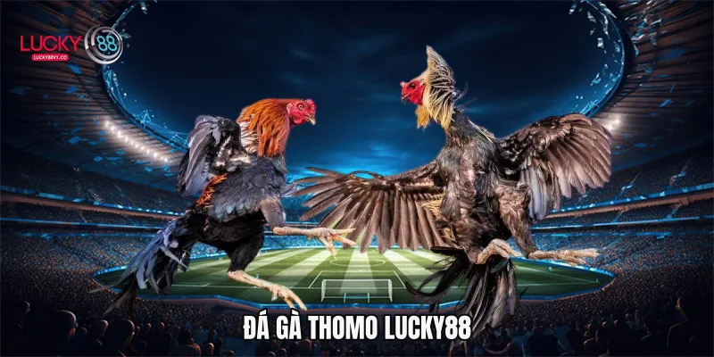 Đá Gà Thomo - Đỉnh Cao Cá Cược Trực Tuyến Cùng Lucky88 Đá gà Thomo