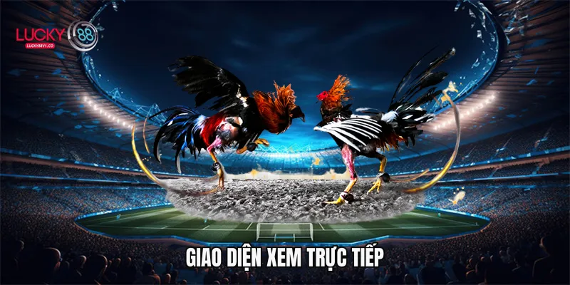 Đá Gà Thomo - Đỉnh Cao Cá Cược Trực Tuyến Cùng Lucky88 Giao diện xem trực tiếp