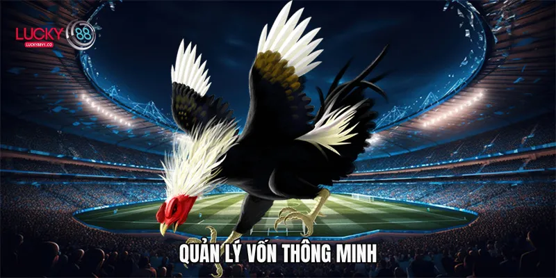 Đá Gà Thomo - Đỉnh Cao Cá Cược Trực Tuyến Cùng Lucky88 Quản lý vốn thông minh