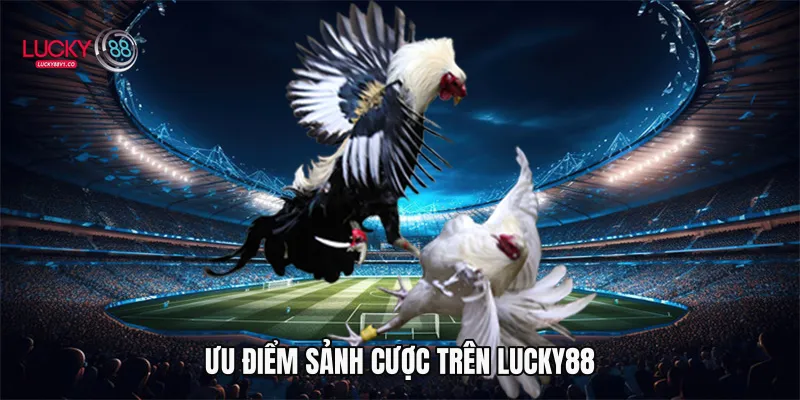 Đá Gà Cựa Dao Lucky88 - Trải Nghiệm Cá Cược Kịch Tính 2026 Ưu điểm sảnh cược trên Lucky88